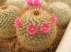 Mammillaria dixanthocentron