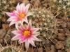 Mammillaria mainiae