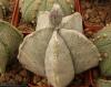 Astrophytum coahuilense