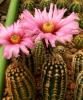 Echinocereus melanocentrus