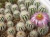 Echinocereus  reichenbachii  v. albispinus