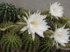 Echinopsis calochlora