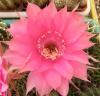 Echinopsis  hybr. F2 (1)