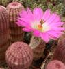 Echinocereus rigidissimus  v. rubrispinus