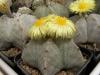 Astrophytum  myriostigma  f. rotunda