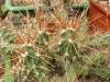 Cumulopuntia grahamii