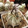 Astrophytum capricorne v. major