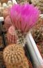 Echinocereus reichenbachii DJF1306 'castaneus'