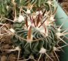 Echinofossulocactus sp Tierra Blanca, SLP