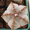 Astrophytum  myriostigma (rusty areoles)