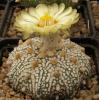 Astrophytum asterias cv 'Superkabuto'