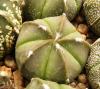 Astrophytum  COxAS nudum  F2 5 ribs