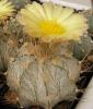 Astrophytum niveum  v. albispinum