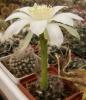 Echinopsis ancistrophora  v. hamatacantha