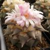 Ariocarpus retusus SB68