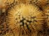 Mammillaria nivosa v. longispina