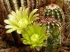 Echinocereus  viridiflorus