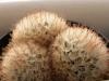 Mammillaria pennispinosa