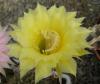 Echinopsis hybr. F2 (2)