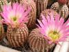 Echinocereus  pectinatus