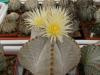 Astrophytum myriostigma