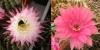 Echinopsis hybr. (4) x (1)
