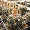 Echinofossulocactus phyllacanthus 'grandicornus' SB437