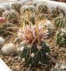 Echinofossulocactus phyllacanthus CH223