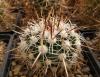 Echinofossulocactus zacatecasensis SB 18