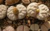 Lithops gracilidelineata v waldroniae C189