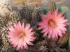 Echinocereus  scheeri  v. gentryi