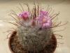 Mammillaria bombycina