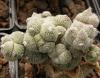 Astrophytum myriostigma cv. monstrosa RARE!