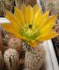 Echinocereus pectinatus  v. wenigeri `ctenoides' SB967