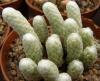 Anacampseros  albissima
