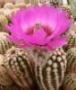 Echinocereus  reichenbachii  v. perbellus,  Belva