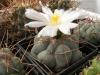 Thelocactus hexaedrophorus  v. fossulatus