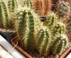 Echinocereus  viereckii