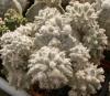 Astrophytum  myriostigma  cv. Lotusland