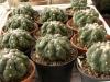 Astrophytum asterias  cv. Lizard Skin