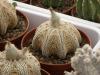 Astrophytum asterias cv. Superkabuto 'Miracle'