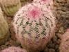 Echinocereus rigidissimus GL501