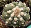 Astrophytum  asterias cv 'Kikko'