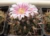 Echinofossulocactus sp L1092