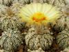 Astrophytum CAPxSK