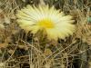 Astrophytum сrassispinoides