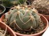 Gymnocalycium bayrianum Sierra Medina