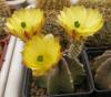 Echinocereus  subinermis