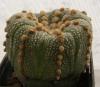 Astrophytum asterias cv 'Ufo'