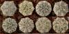 Astrophytum COxSK сv V-pattern